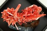 Bright Red-Orange Crocoite Crystal Cluster - Tasmania #206964-2